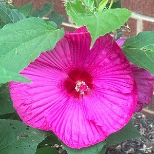 Meet your Posher Meme